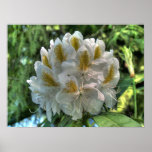 White Rhododendron posters