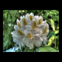 White Rhododendron posters