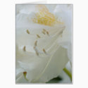 White Rhododendron | Weisse Rhododendron cards by HortusFloridus White Rhododendron | Weisse Rhododendron cards