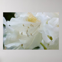 White Rhododendron | Weisse Rhododendron Posters