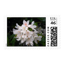 White Rhododendrons Postage