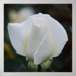 White Romance Poster