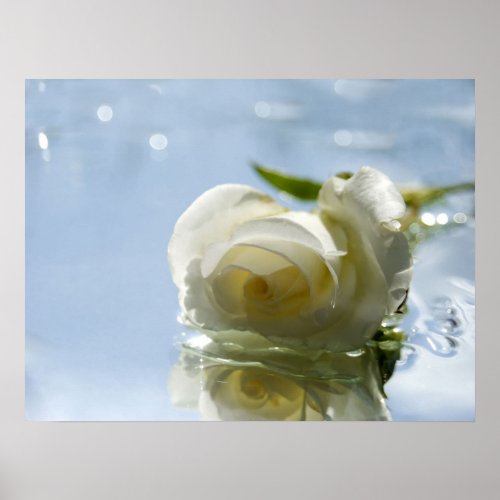 white romantic rose print