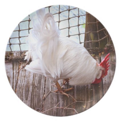 white rooster on dock eating plates