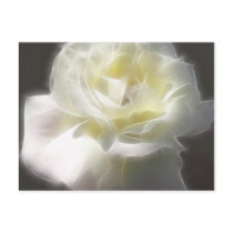 White Rose 2 Macro Angelic Postcard