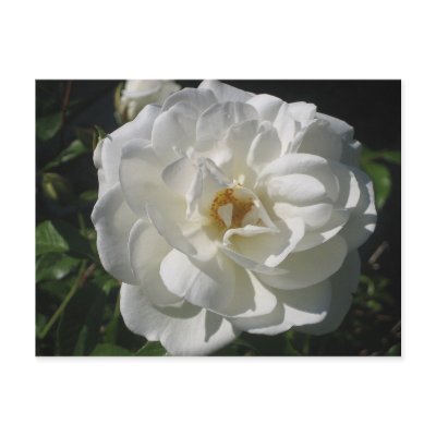 White Rose Afternoon Postcards by tkrysak