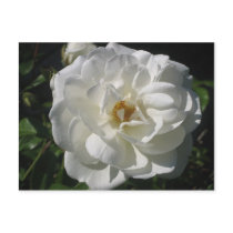 White Rose Afternoon postcards