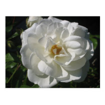 White Rose Afternoon postcards