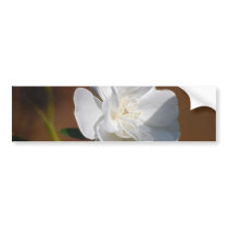 White Rose and meaning Bumper Stickers