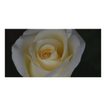 White Rose and meaning Customized Photo Card