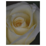 White Rose and meaning Full Color Flyer