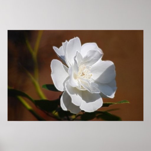 white-rose-and-meaning-posters-zazzle