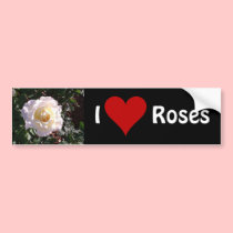 White Rose and Rose Bud Photograph bumper stickers