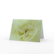 White Rose - Angel's Heart cards