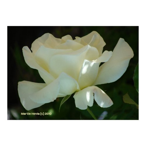 White Rose Ballerina print