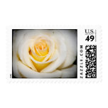 White Rose Black Border Postage Stamp
