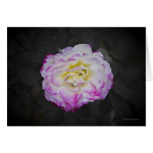 White Rose - Blank Card