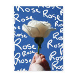 White rose, blue back, Rose written in white Post Card