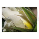 White Rose Bud Card card