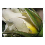 White Rose Bud Card