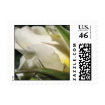 White Rose Bud Small Postal Square Wedding Postage