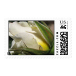 White Rose Bud Wedding Postage