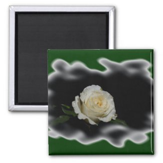 White Rose Burned Edges zazzle_magnet