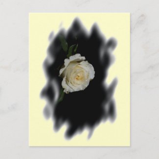 White Rose Burned Edges zazzle_postcard