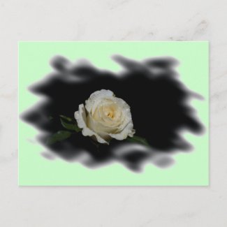 White Rose Burned Edges zazzle_postcard