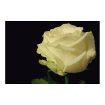White Rose Canvas Print