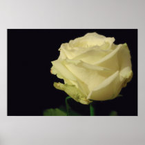 White Rose Canvas Print posters