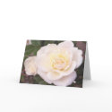 white rose cards by dmtena1 white rose cards