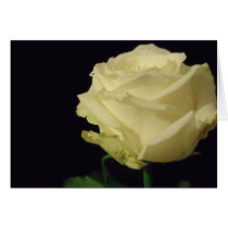 White Rose cards