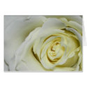 White Rose cards by cliffordphotos White Rose cards