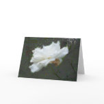 white rose card