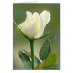 White Rose Card