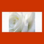 White Rose photo cards