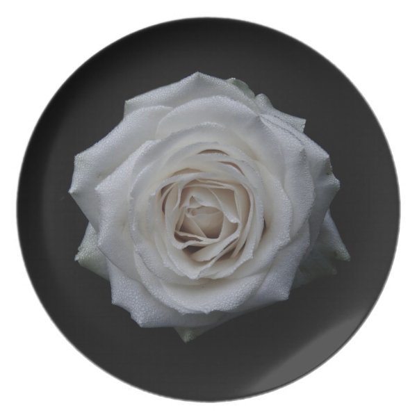 White rose dinner plates