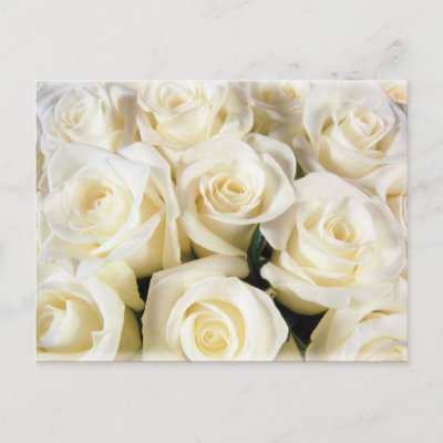 White Rose Elegance Post Card