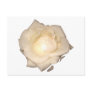 White Rose exclusive design! Post Cards