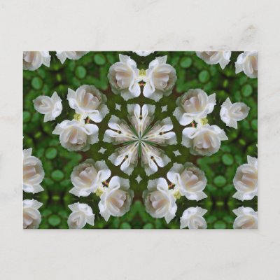 White Rose Flower Kaleidoscope Postcard by SmilinEyesTreasures