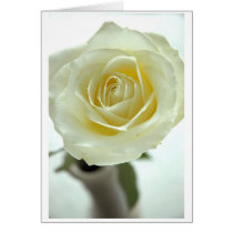 White Rose cards