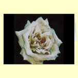 White Rose cards