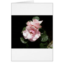 White Rose In Shadow cards