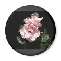 White Rose In Shadow magnets by lifesphere White Rose In Shadow magnets