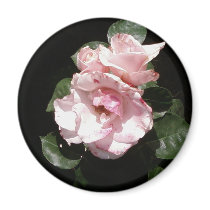 White Rose In Shadow magnets by lifesphere White Rose In Shadow magnets