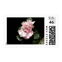 White Rose In Shadow postage
