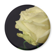 White Rose magnets
