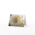 White Rose Note Card (Version B) by cherylarogers White Rose Note Card (Version B)