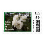 White Rose of Kentucky